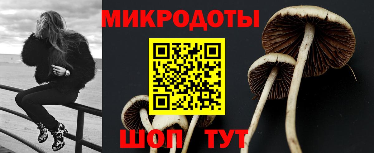Псилоцибиновые грибы Psilocybe Торжок